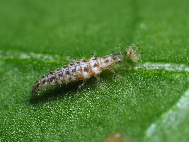 Chrysopa Green Lacewing Larva 