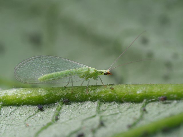 Chrysopa Green Lacewing Adult 