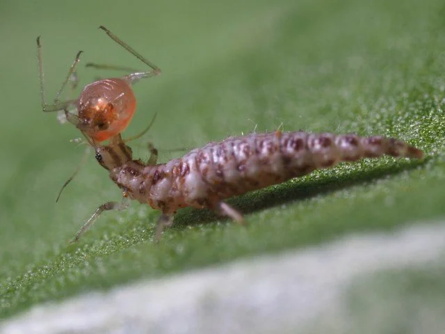 Green Lacewing Larva  eating aphid.