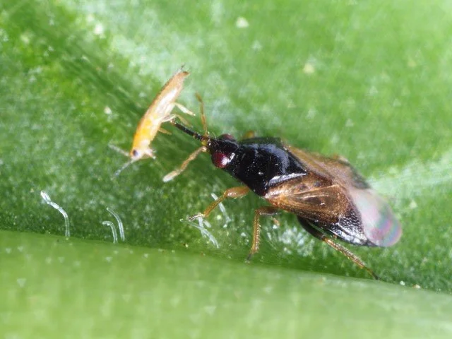 Orius Laevigatus Adult