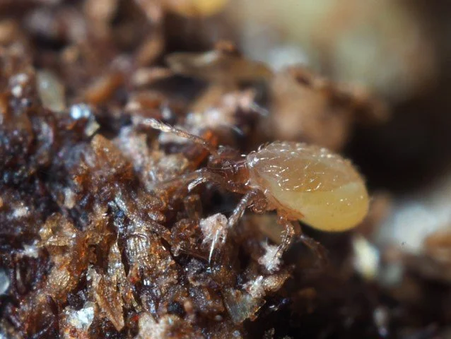 Stratiolaelaps Adult Mite 