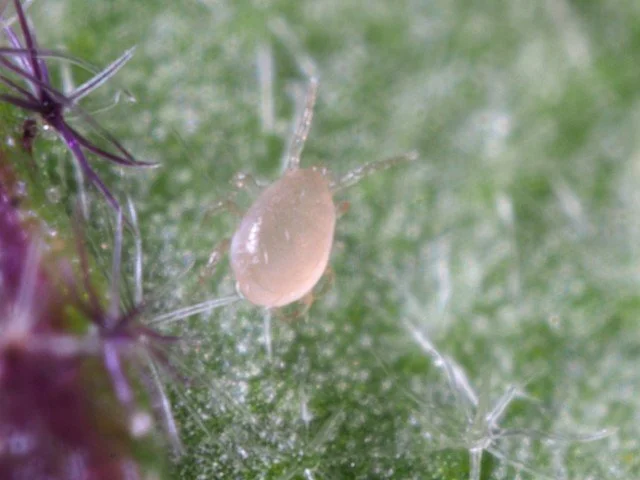 Amblyseius californicus adult 8.JPG