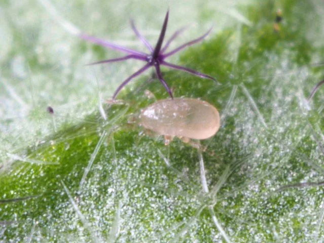 Amblyseius californicus adult 9 (1).JPG