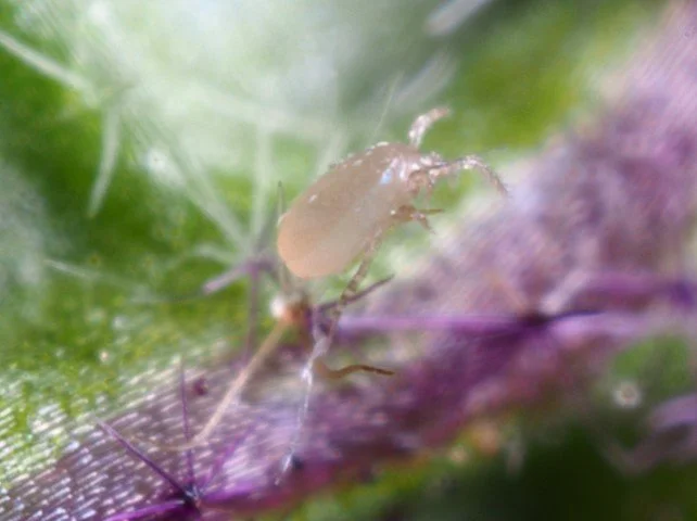 Amblyseius californicus adult 10.JPG