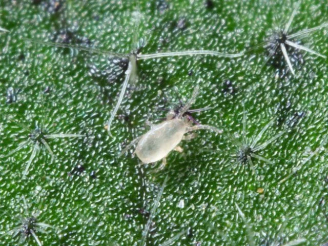 Amblyseius californicus adult 12 (1).JPG