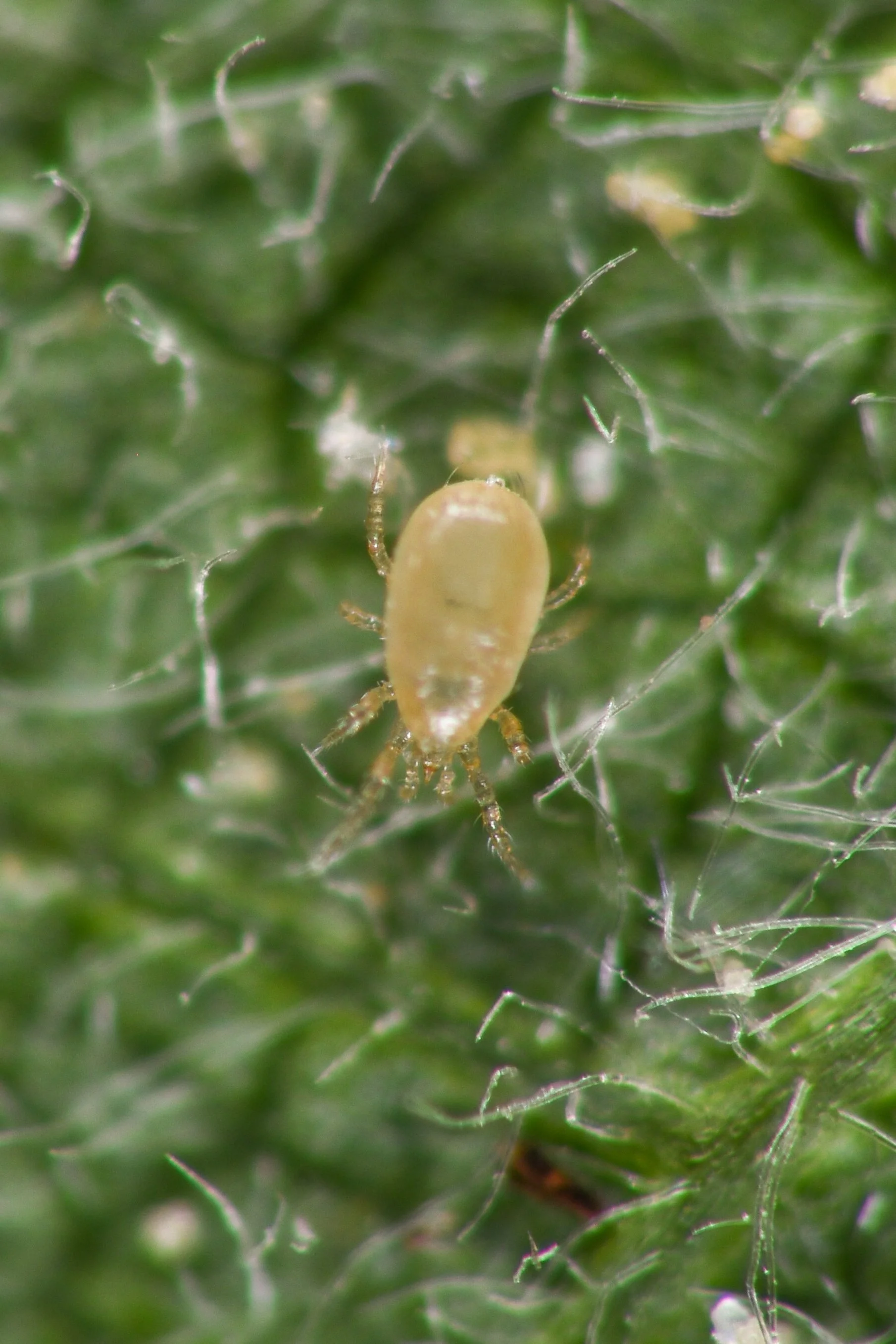 Amblyseius cucumeris 03.jpg