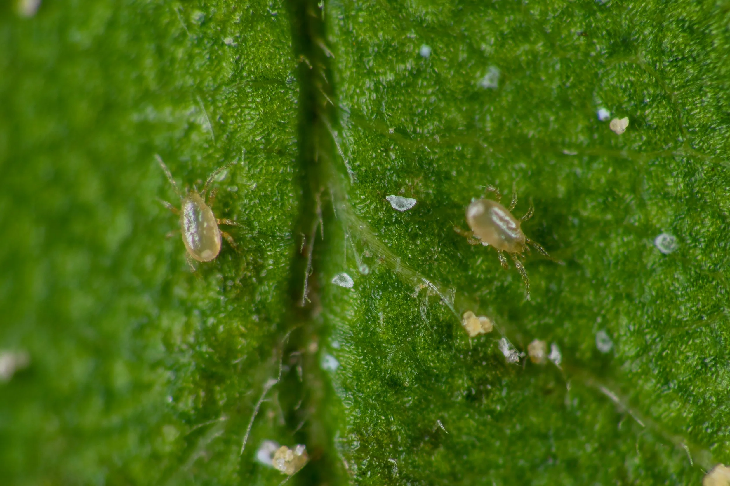 Amblyseius cucumeris 04.jpg