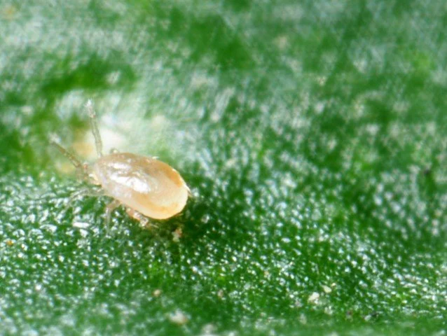 Amblyseius cucumeris adult 4 .JPG