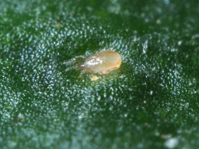 Amblyseius cucumeris adult 9 .JPG
