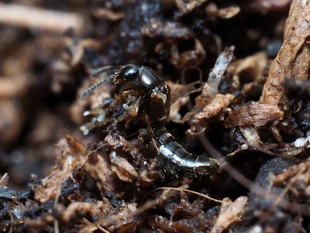 Dalotia coriaria rove beetle adult.JPG