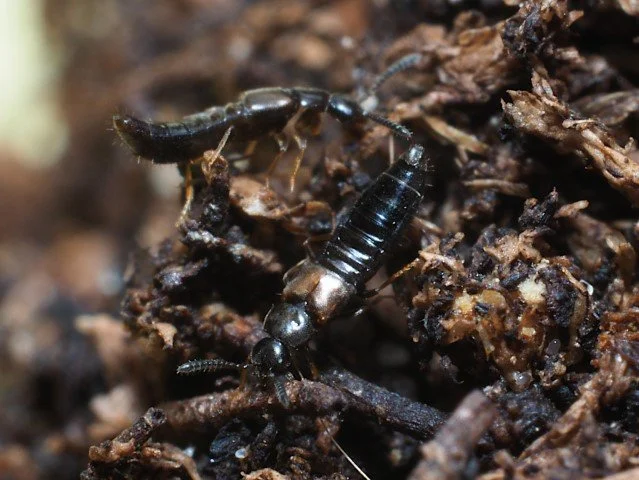 Dalotia coriaria adult 4.JPG