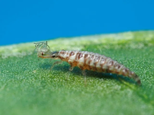green lacewing larva1.JPG