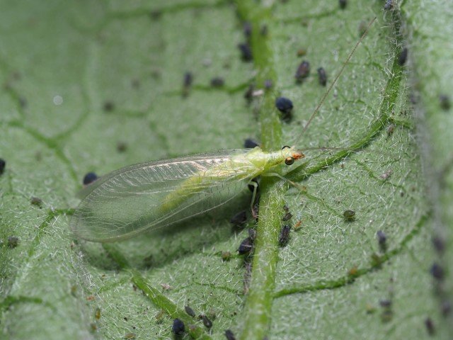 green lacewing adult5.JPG