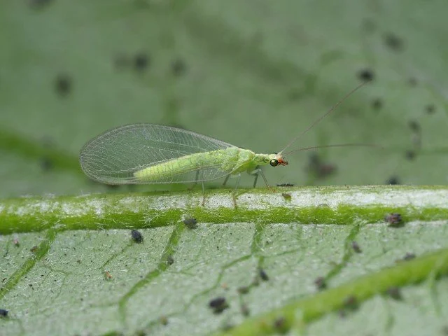 green lacewing adult 3.JPG