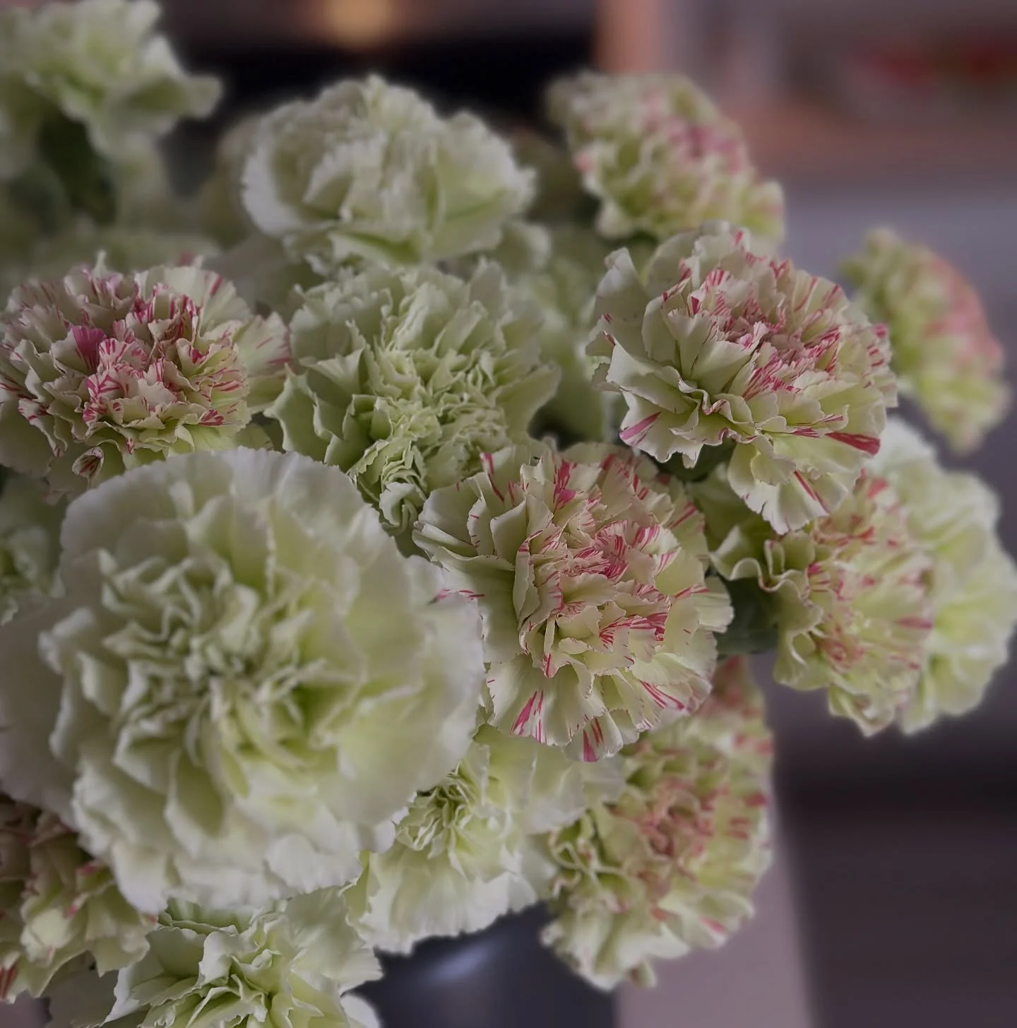 I&rsquo;m sorry!! I know it&rsquo;s December, which means all the sudden we&rsquo;re supposed to like peppermint colored carnations.  I&rsquo;ve never been a fan. 

I found this bicolor carnation that I think actually works better.  This variety is c