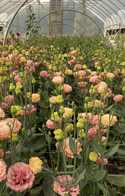 Screenshot 2025-12-17 at 4.59.31 PM.png