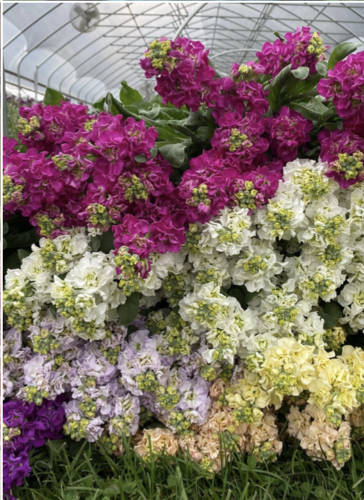 Screenshot 2025-12-17 at 4.53.11 PM.png