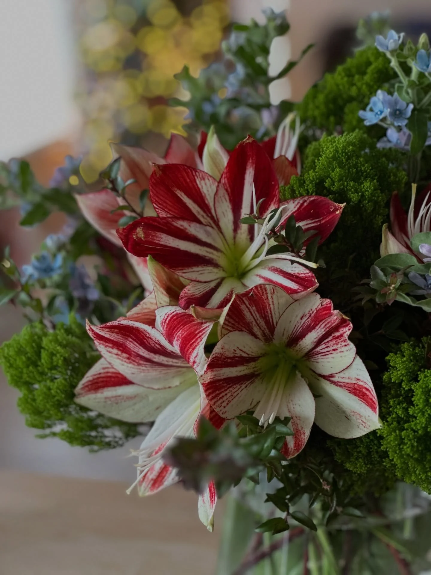 It is great to spend a few days with family during the holidays!!

I wanted to share some fun with flowers from Christmas!!

Wishing everyone a wonderful holiday season!! 🥰❤️🎄