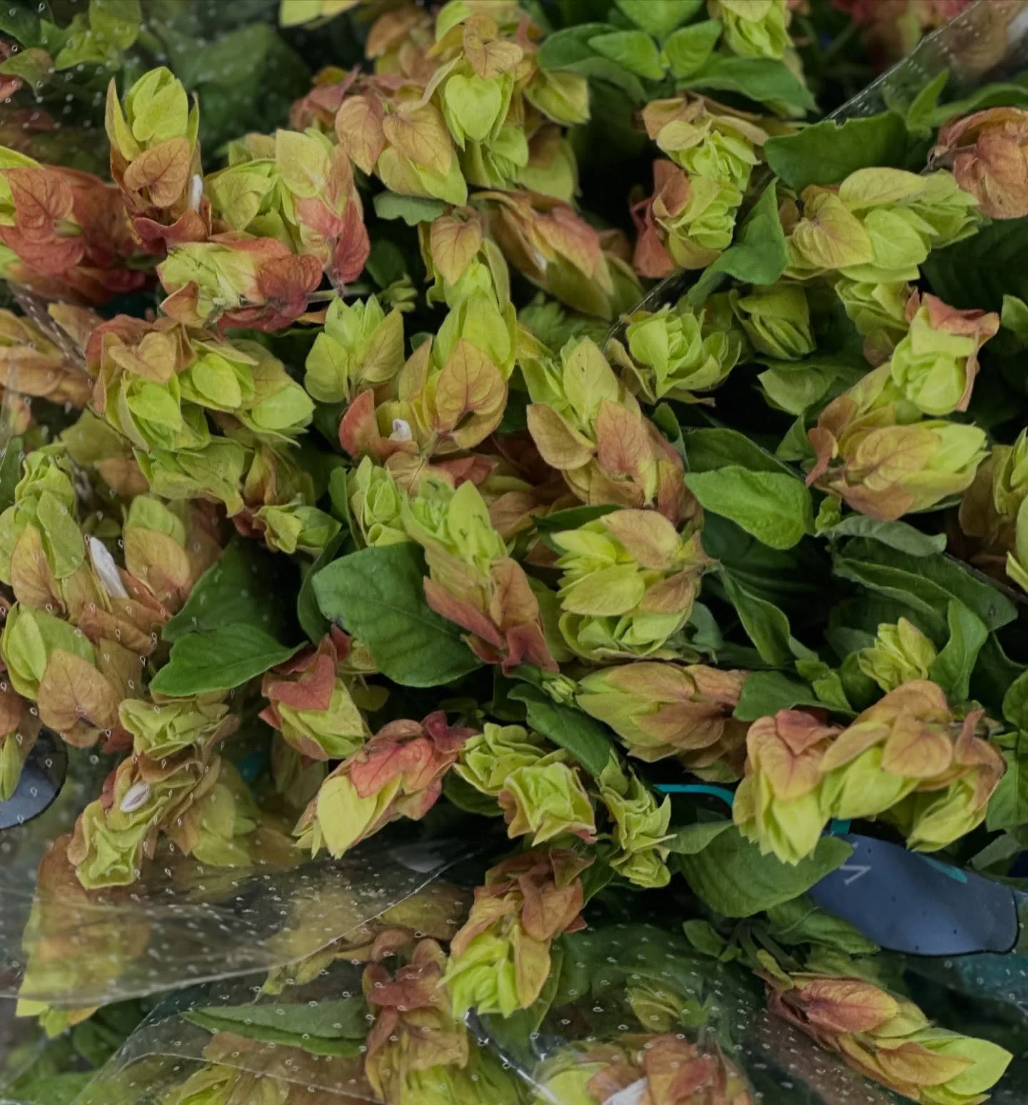 New Flower!!

2 weeks ago we received this new flower!! I was told I was the first in the US to have it.  You know I was excited!!!😜 

Meet Justicia brandegeeana&rsquo;Ceviche&rsquo;!!
Some just call it Justicia Ceviche 

Needless to say it was very