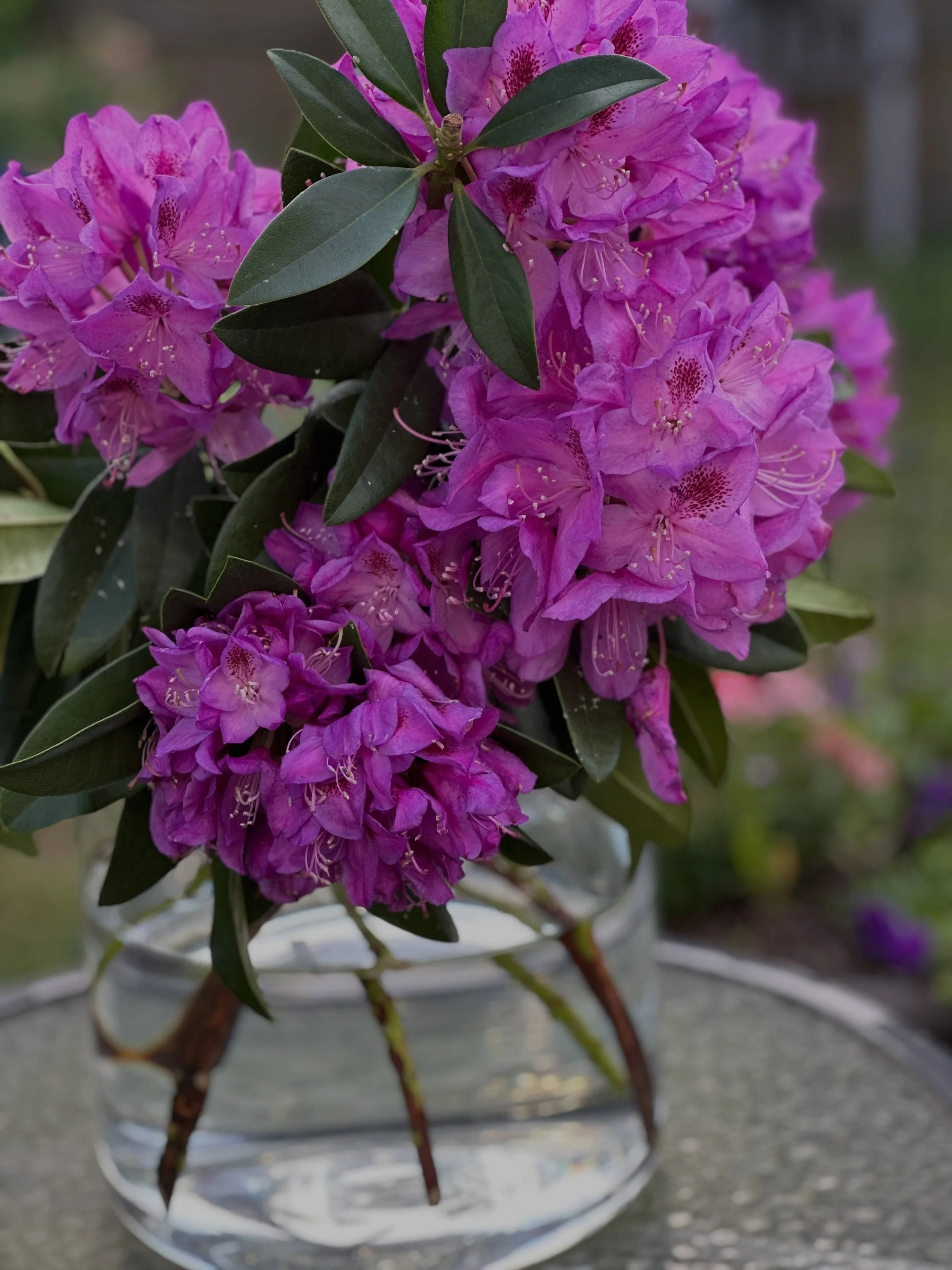 It&rsquo;s Rhodie time!!

Wish we had more growers for cut azaleas and rhododendrons!  Over the years I&rsquo;ve enjoyed seeing several different types of these amazing spring shrubs used in floral design work.  It&rsquo;s important we embrace flower