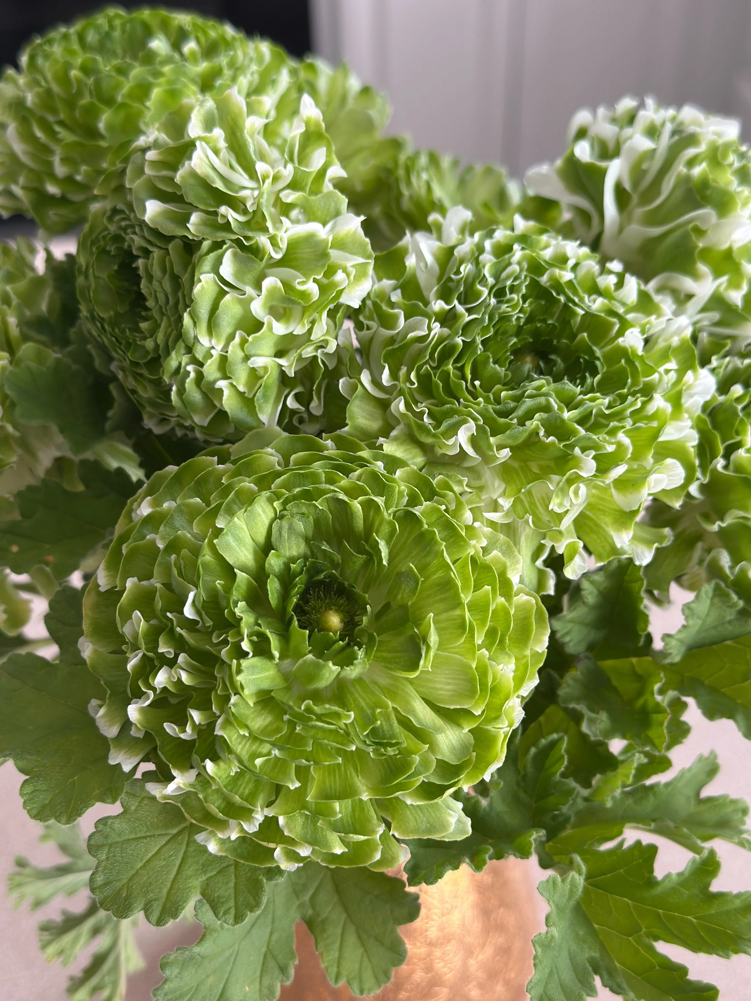 You know I live a green flower!!💚

Sometimes this variety of ranunculus has more white and sometimes it&rsquo;s more green.  I don&rsquo;t even care!! I&rsquo;ve all the variations!!

This is the Cloni Ranunculus Igloo one in the Pon Pon family of f