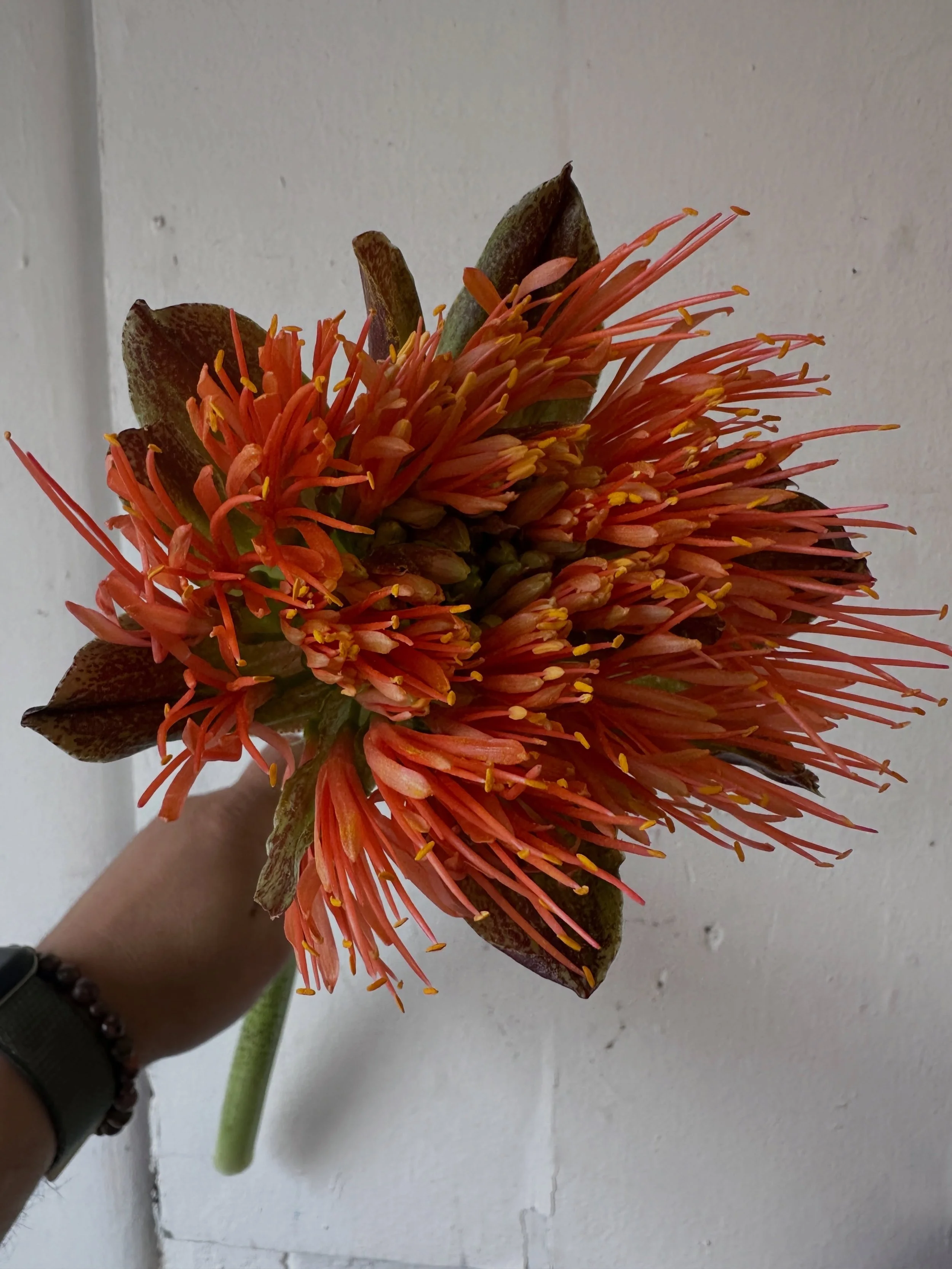 New Flower Alert!!

Several weeks ago I had the opportunity to bring a flower in that I didn&rsquo;t know.  I still don&rsquo;t know a lot about it other than I sourced it from the Netherlands and it lasted a long time.

It&rsquo;s called Scadoxus.  