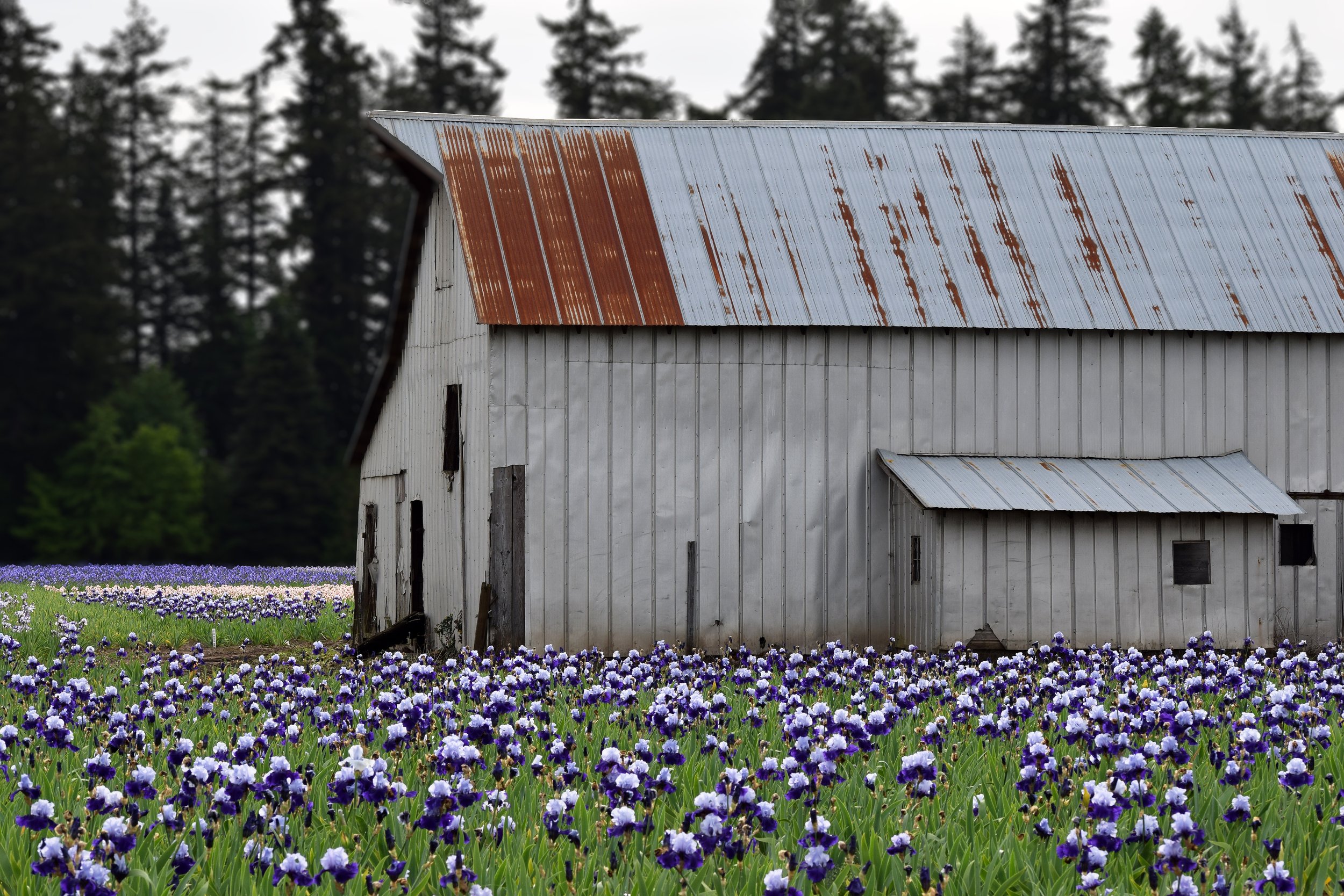 Best Bet Reblooming German Iris Plants