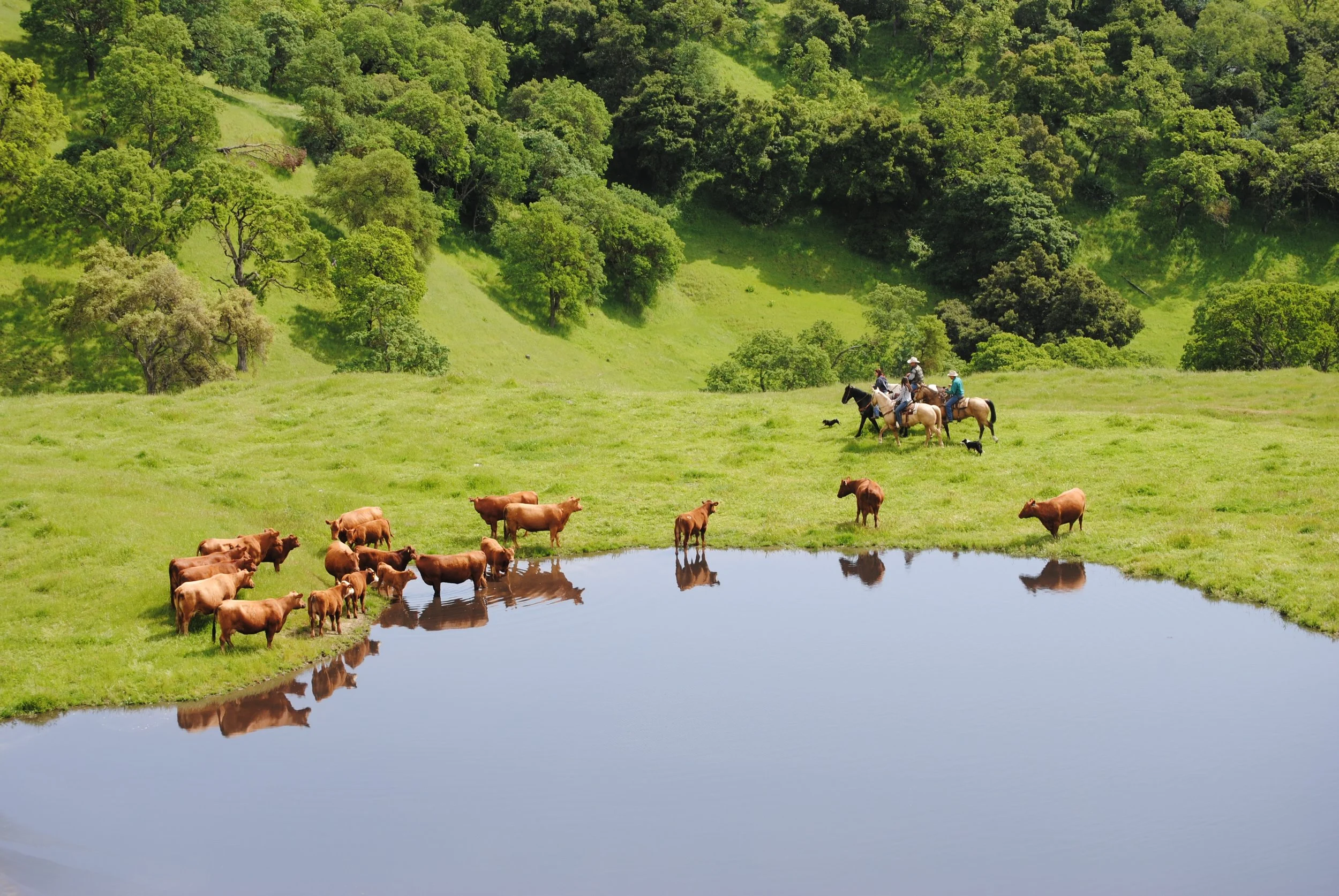 Koopmann Family-CBCphoto1.JPG