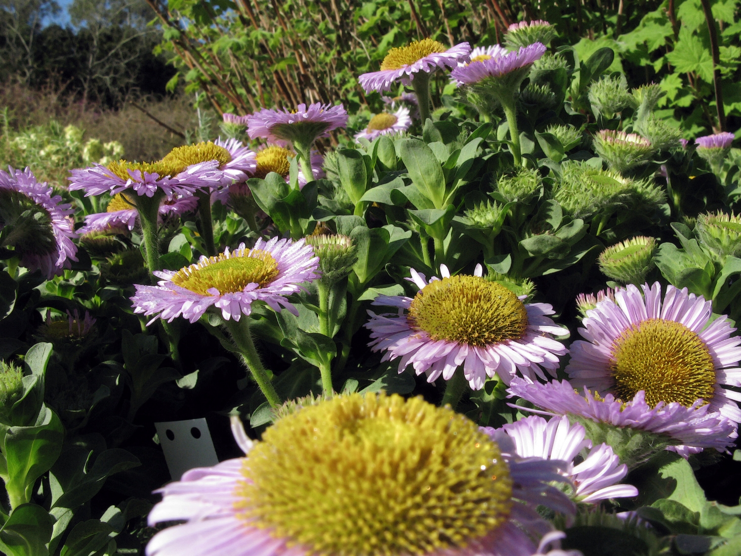 Flowers by John Rusk from Berkeley, CA, United States of America