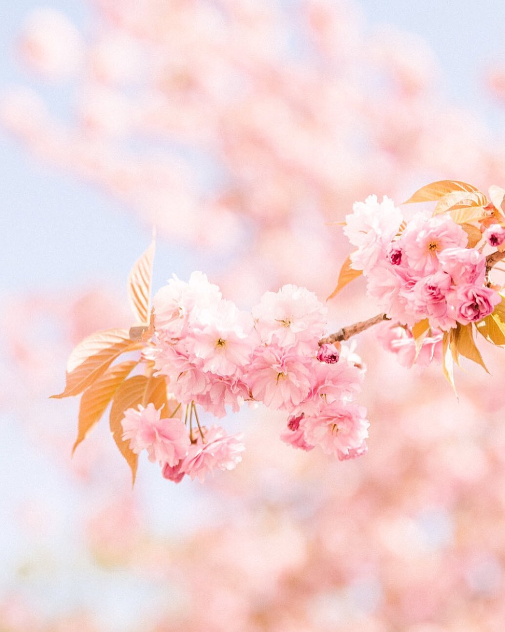 It&rsquo;s that time of year again! We can&rsquo;t wait to capture this year&rsquo;s cherry blossom beauty around the island! 🌸