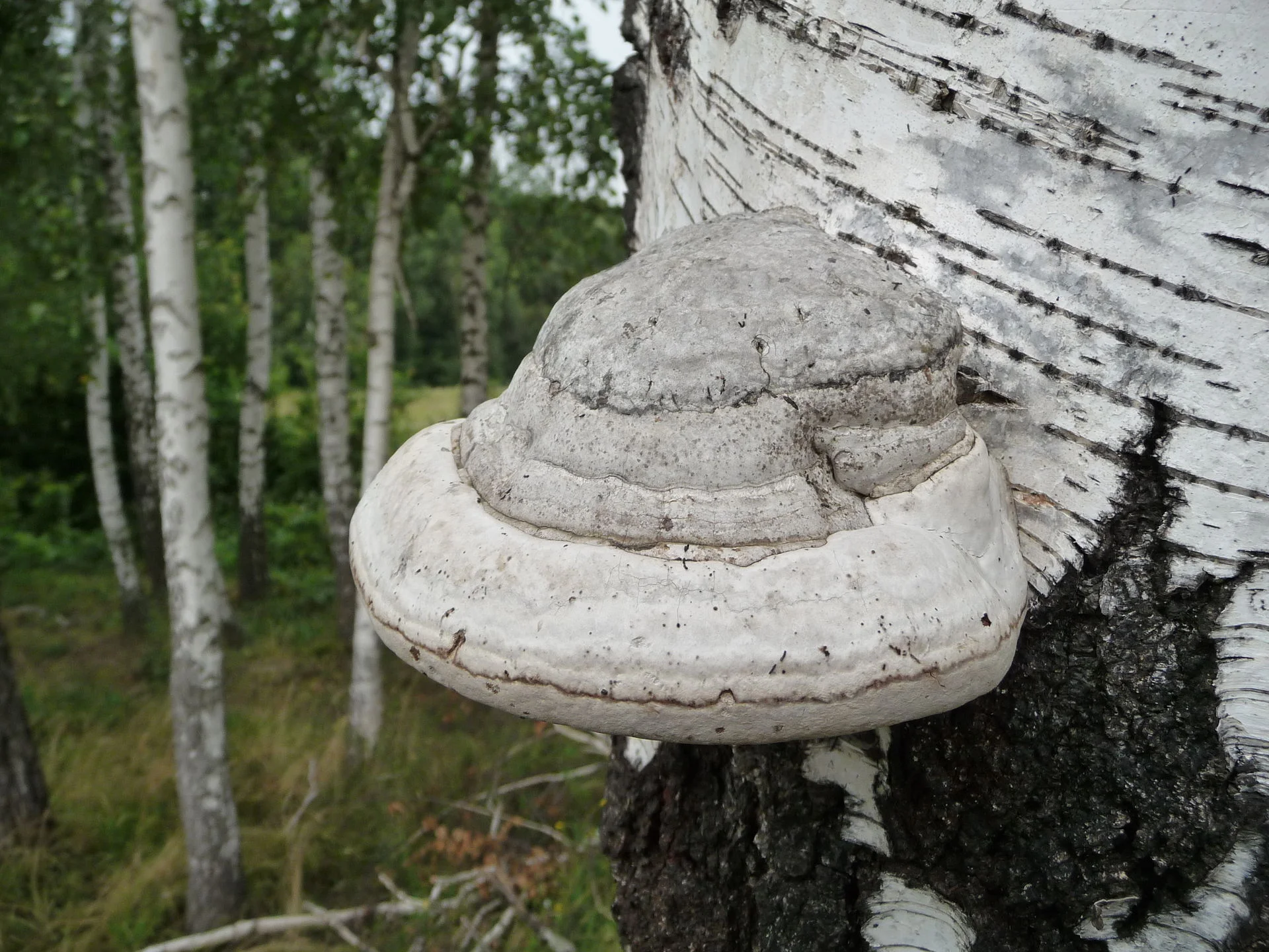 Fomes_fomentarius_2009_G2.jpg