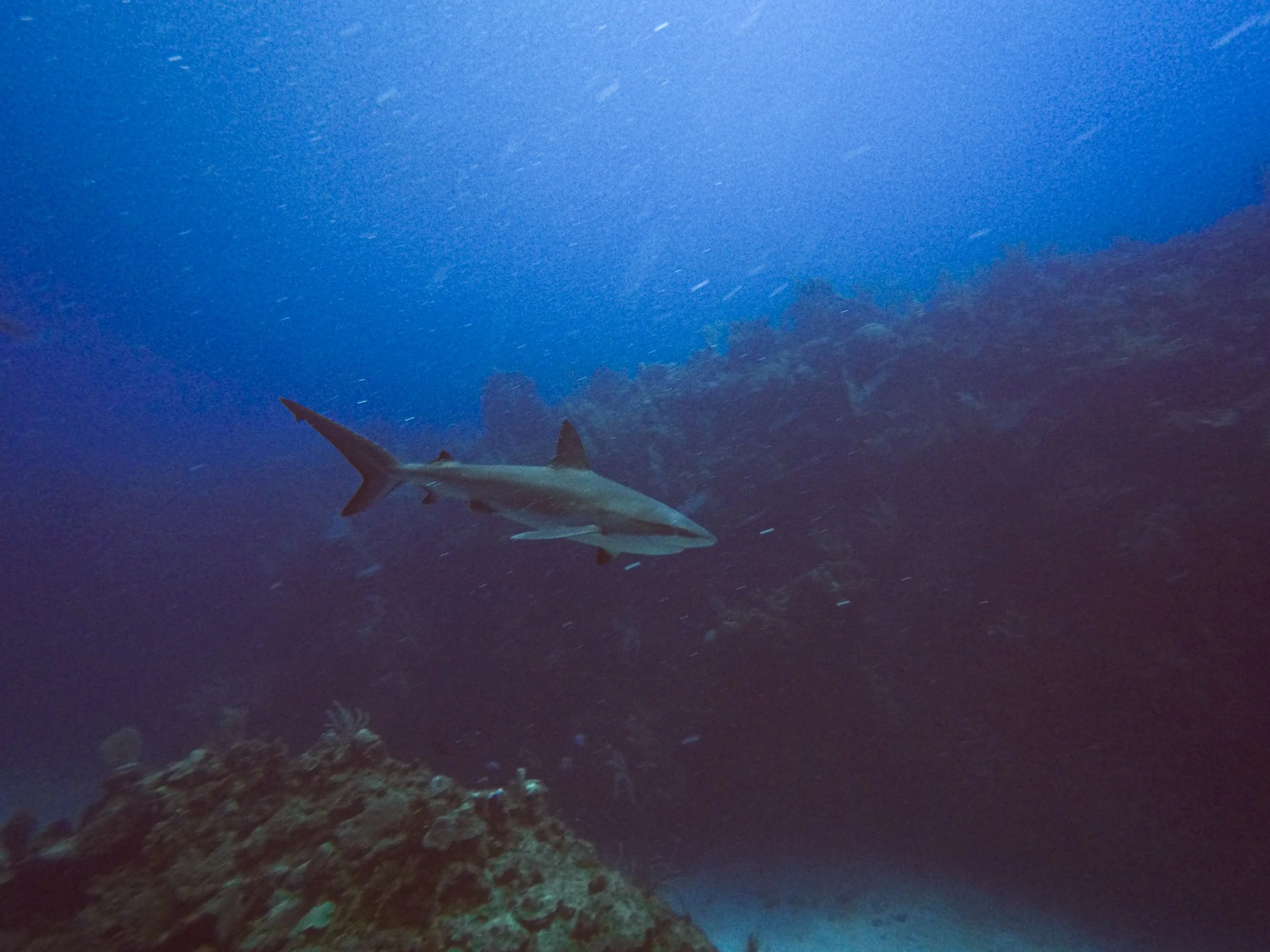 GPTempDownload 3.JPG