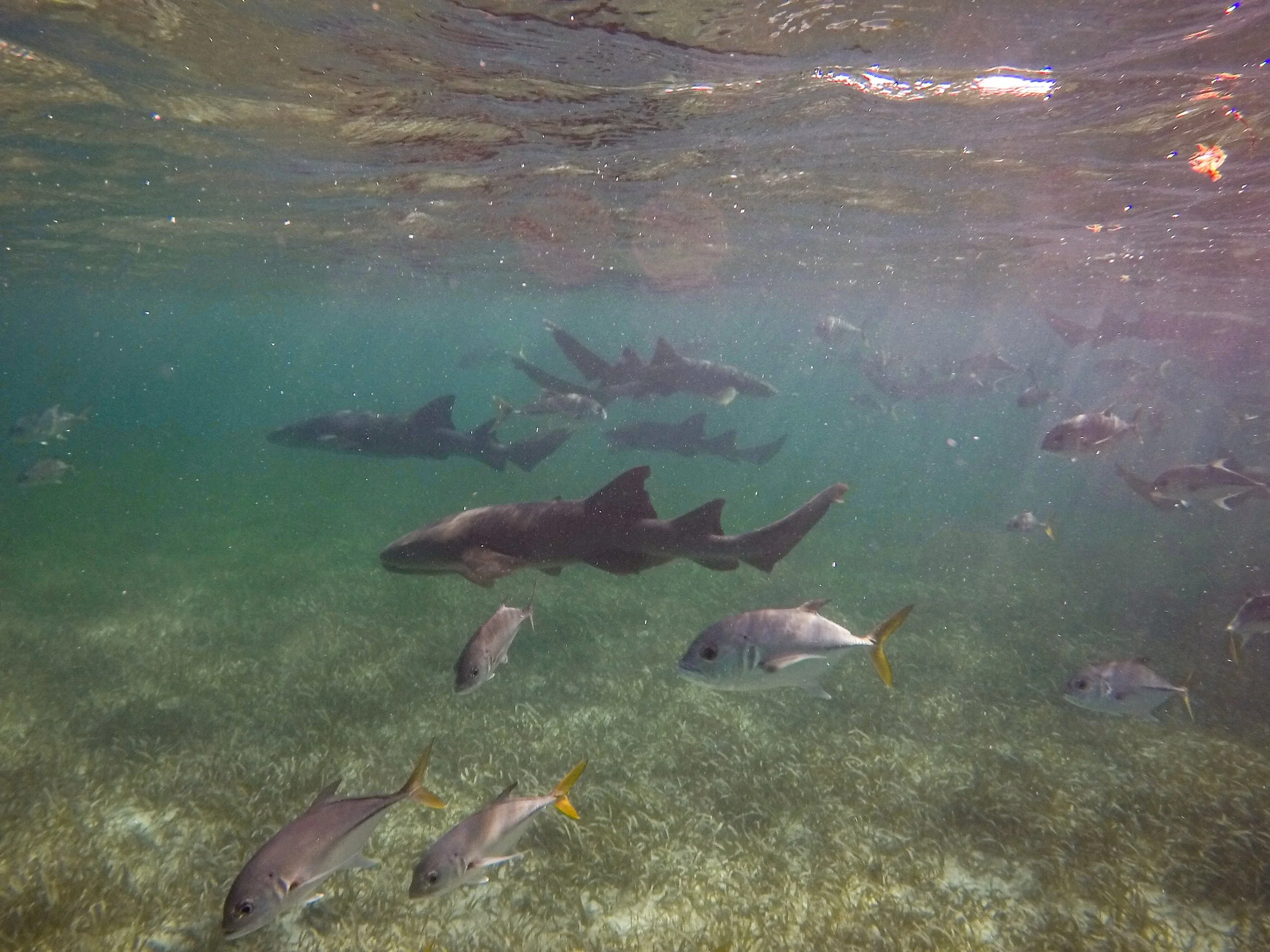 GPTempDownload 3.JPG