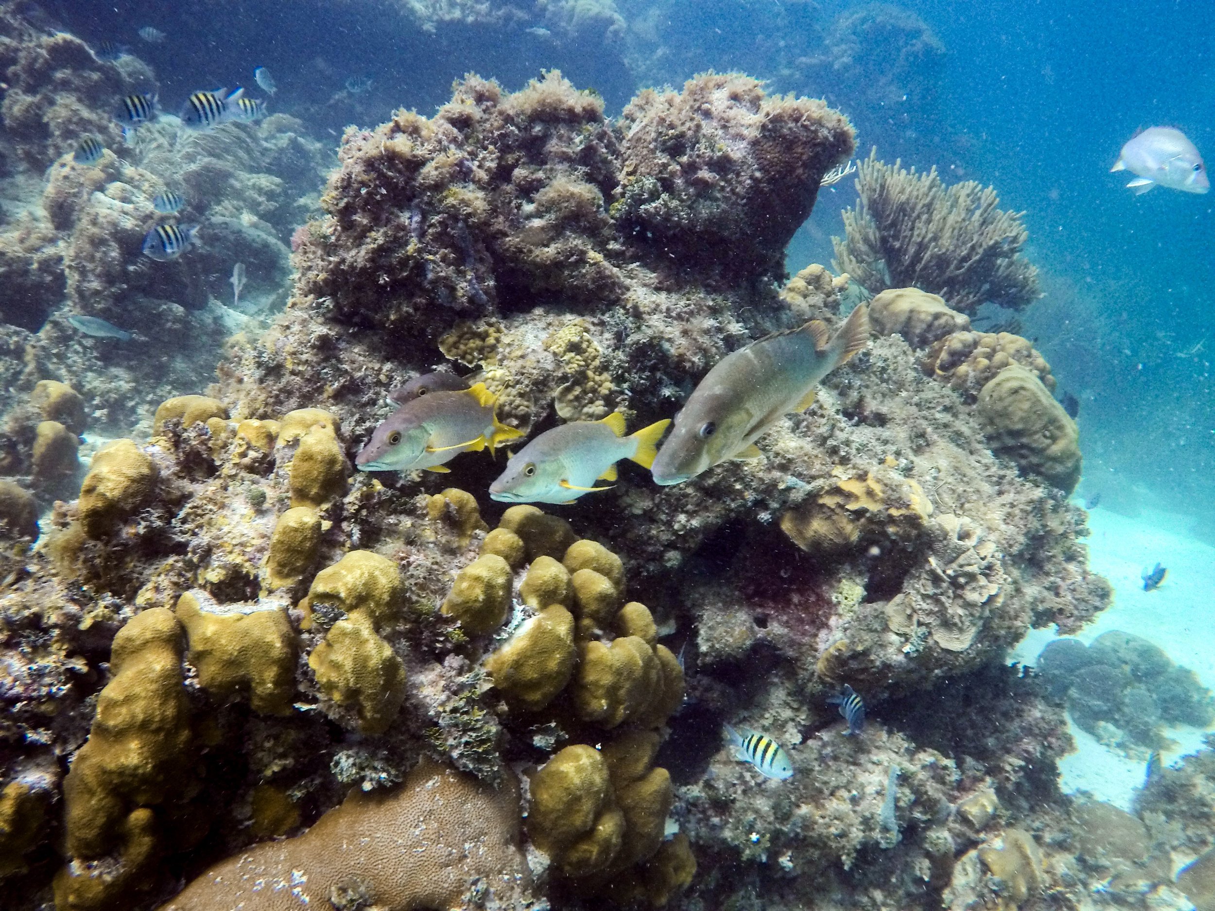 GPTempDownload 2.JPG