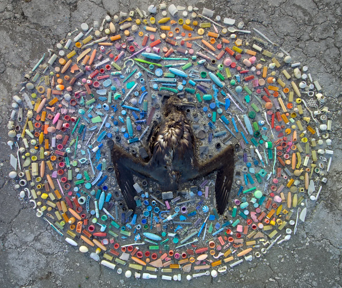 albatross egg mandala.jpg
