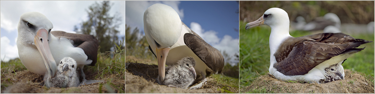 ALBATROSS Our Story — Albatross