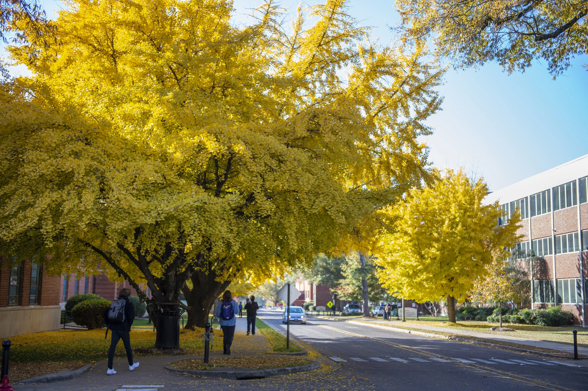 Fall_Leaves_Scenic_20181128_4LK4424.jpg