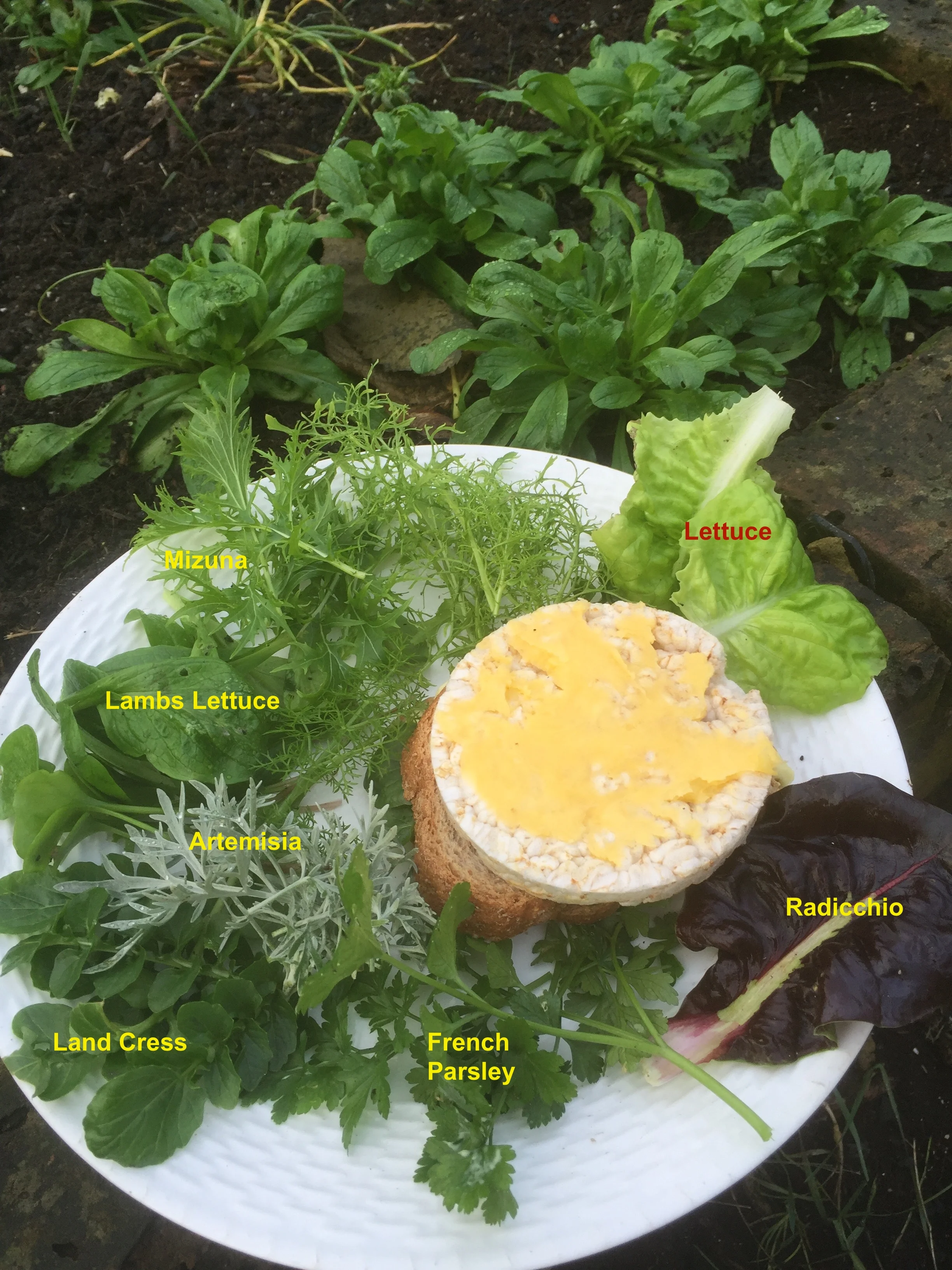 My Salad Breakfast