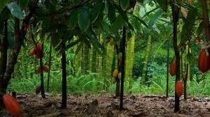 Cacao Story