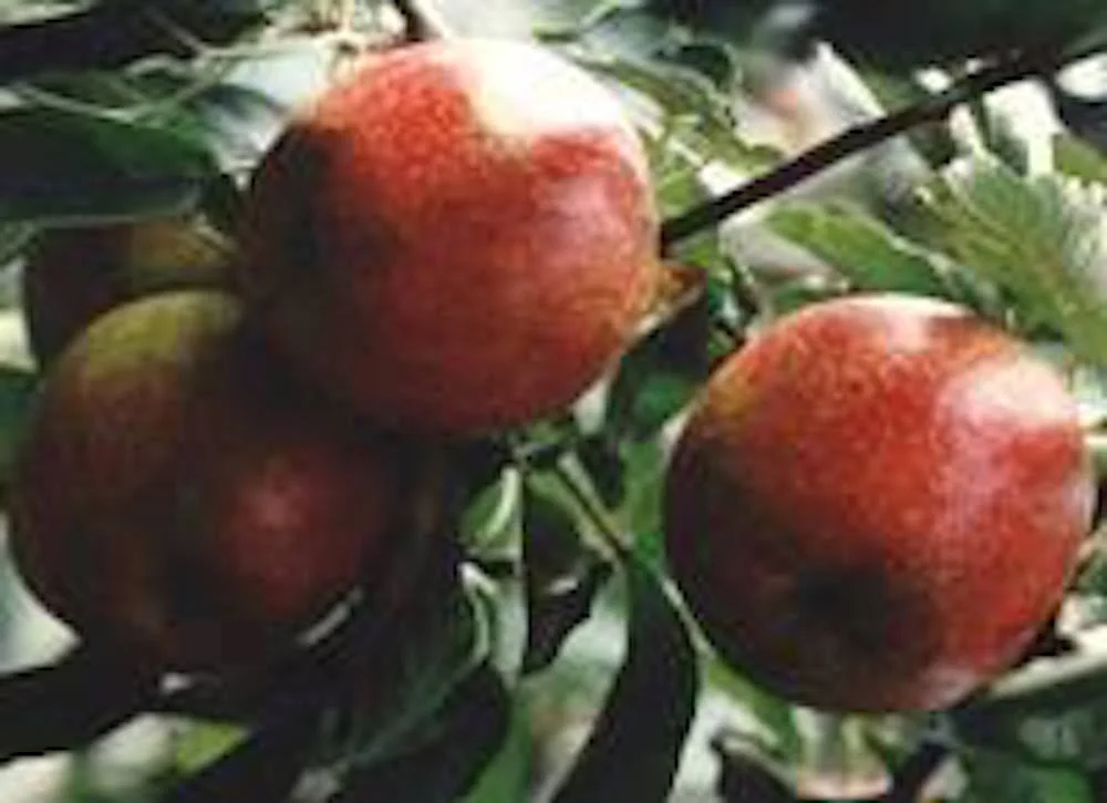 Apples: the Frugal Fruit
