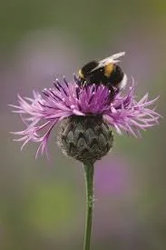 Bee-friendly Gardening