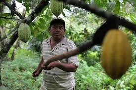 Belize - the birthplace of Fairtrade