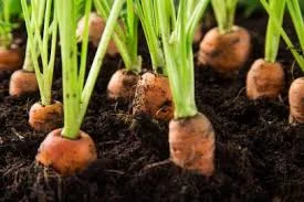 Soil and Gut