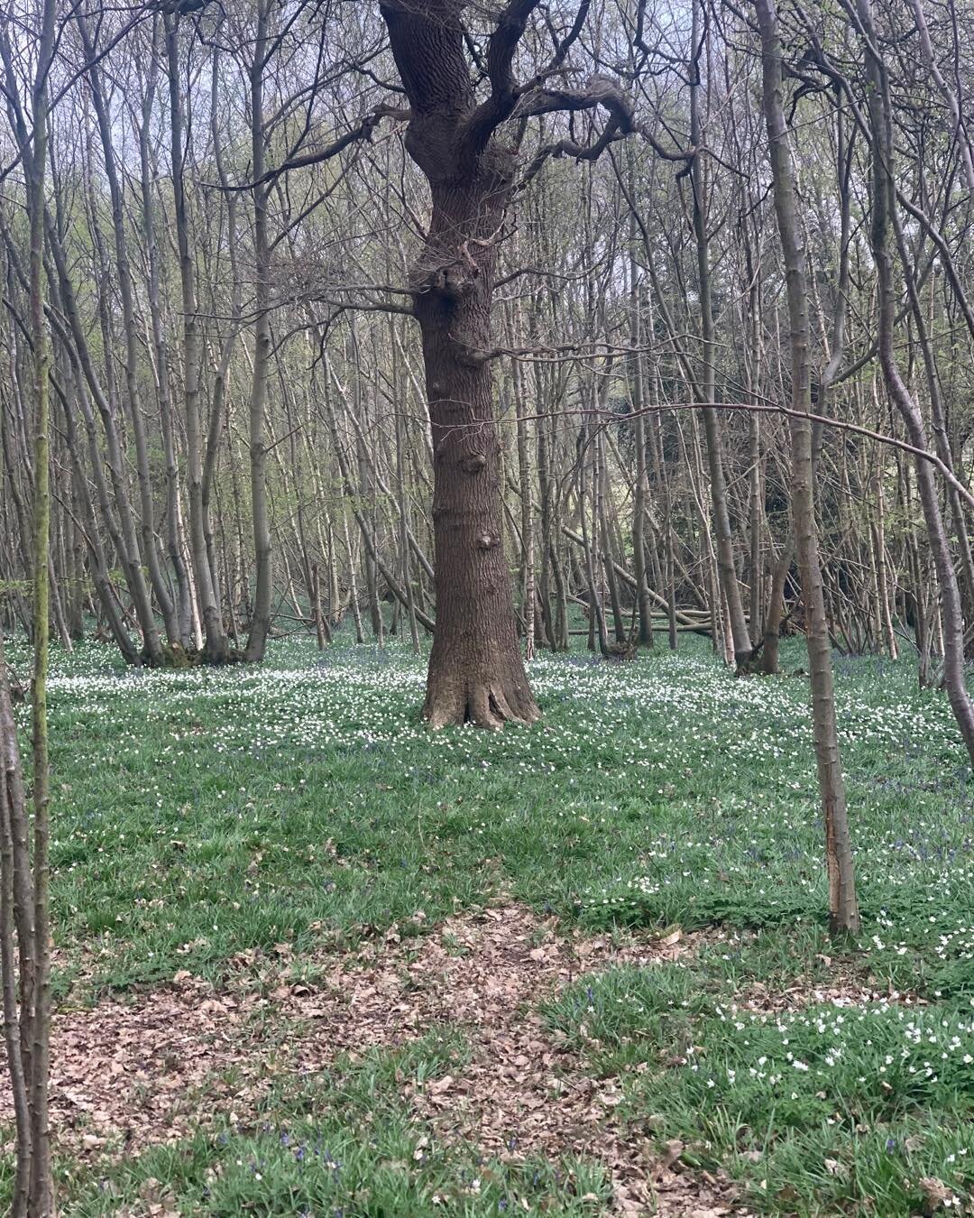 Walk in the woods- nice timber oak standing in a sea of wood anemones