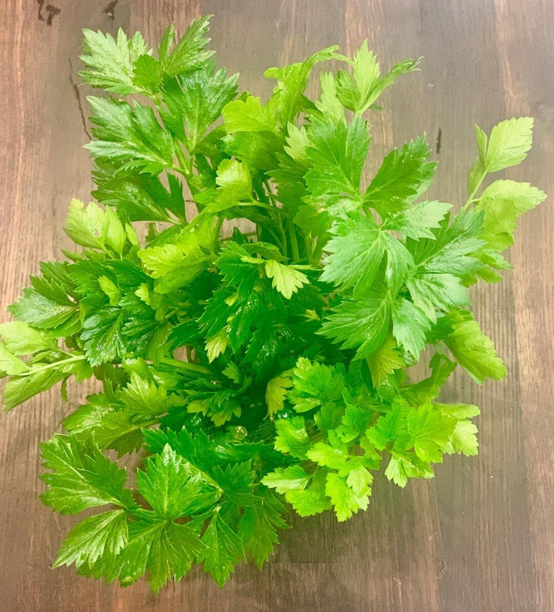 Executing a commission to cut and prep some parsley, I was struck by its colour and form. #ilovethegulfstream