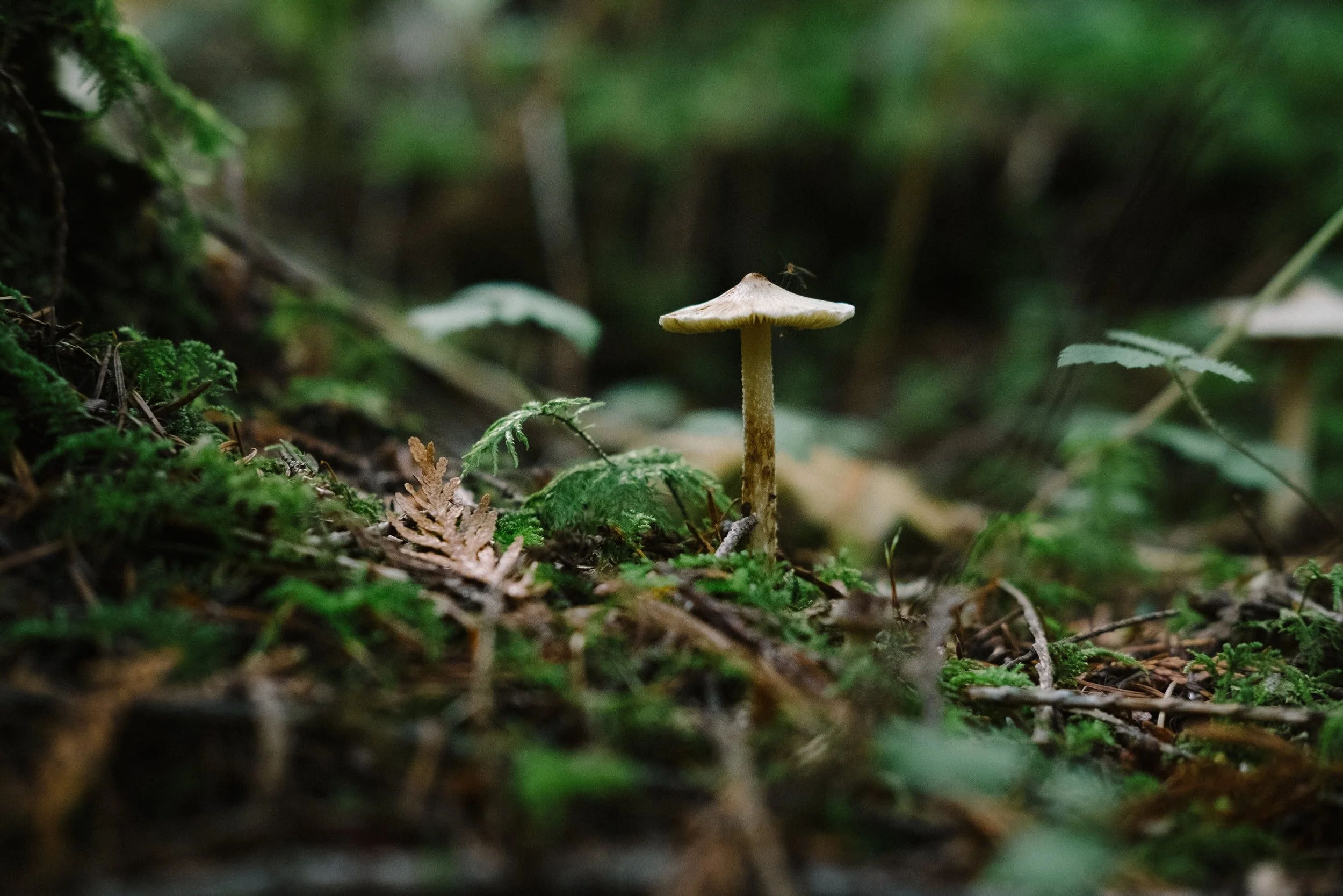 There's a fungus among us