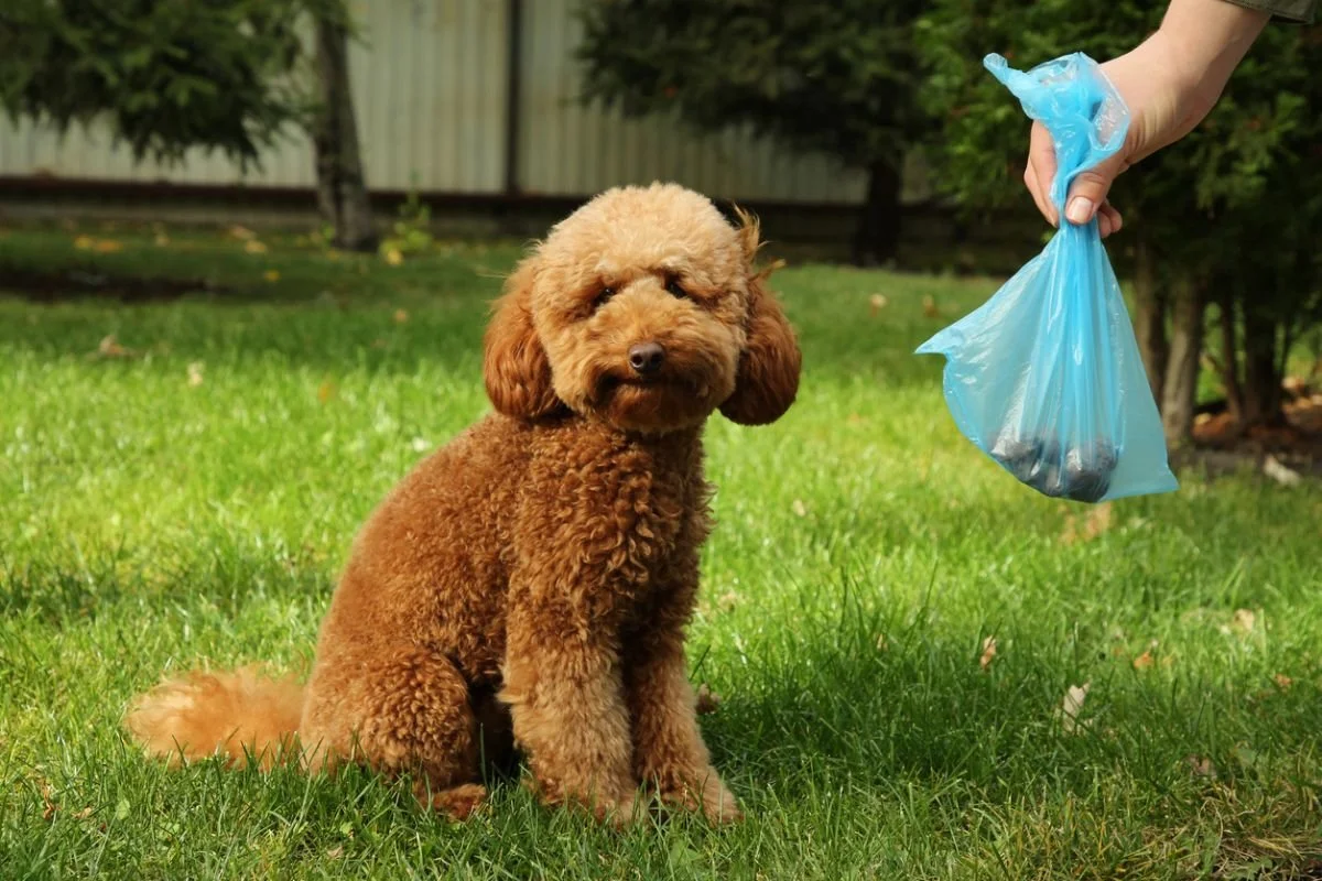 'Dogs are Dirty' Debate with Jilly Cooper, LBC 1977