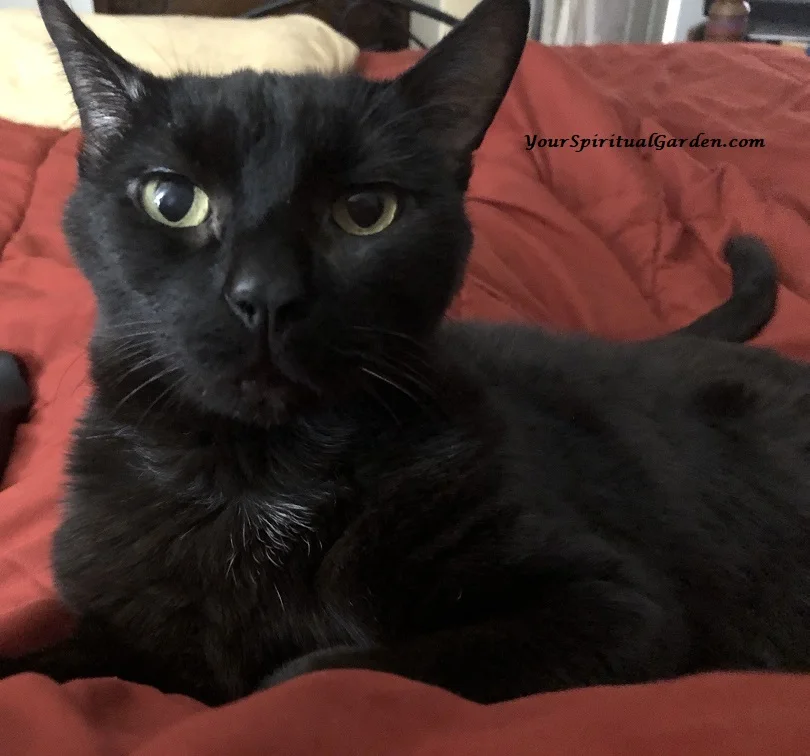 kitty noir 112018.jpg