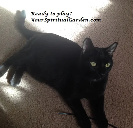 kitty play.jpg