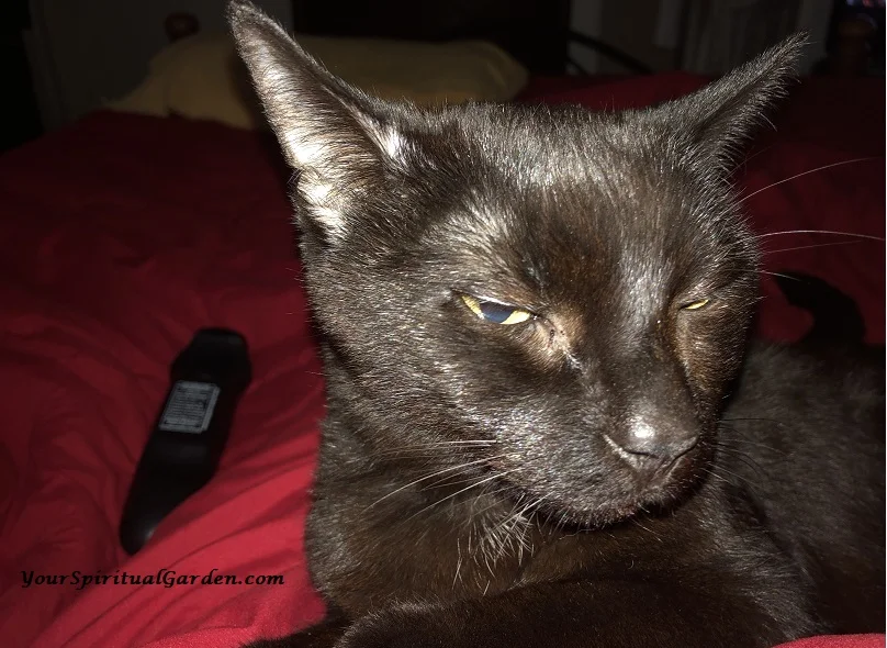 kitty noir 3 112018.jpg